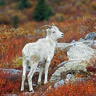 Dall sheep (Ovis dalli) in autumn, Denali NP, Alaska, USA